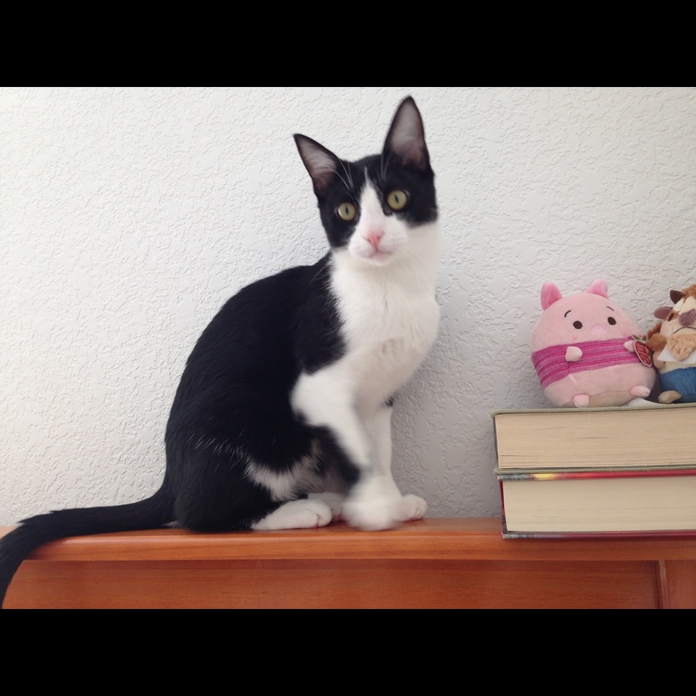 Meet your Posher, Billy